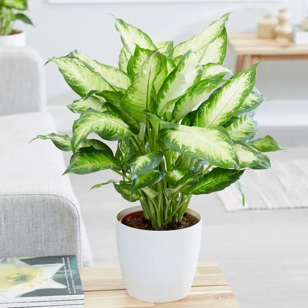 Đặc điểm độc đáo của cây Dieffenbachia là lá có những đốm màu nổi bật trên nền xanh.