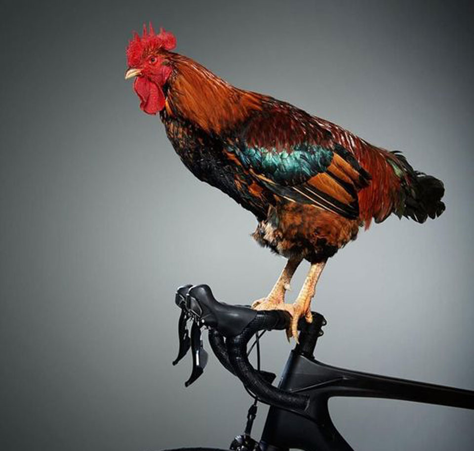 Thành tích đội tuyển Gô Loa