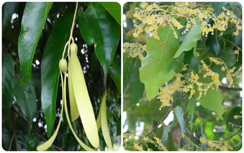 Cây sao đen công trình – Nguồn gốc, ý nghĩa và đặc điểm