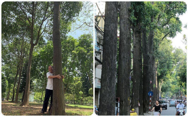 Cây sao đen công trình – Nguồn gốc, ý nghĩa và đặc điểm