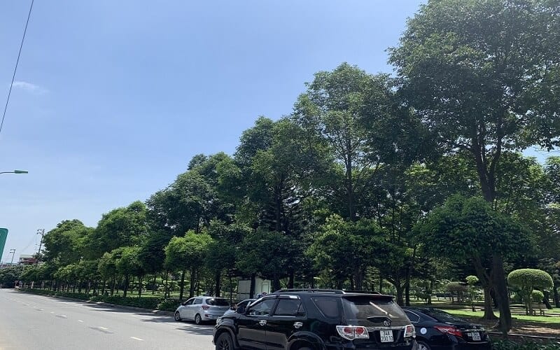 Cây sao đen công trình – Nguồn gốc, ý nghĩa và đặc điểm