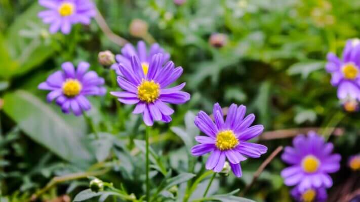 Ý Nghĩa Hoa Thạch Thảo Từ Văn Hóa Đến Tình Yêu